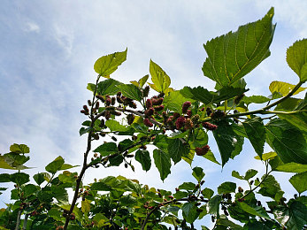 汤不热蓝奏云破解最新版内容：汤不热蓝奏云破解最新版揭秘：挑战重重，技术高手成长记-1