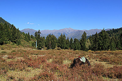 日本3  级乱码免费：神秘岛探险家：揭秘日本3级乱码免费，挑战趣味解谜之旅-3