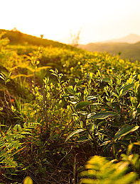 被客人玩得站不起来大前端：破茧成蝶：大前端开发者挑战与崛起之道-3