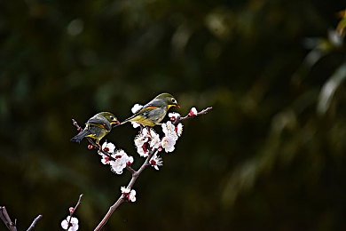 51黑料百科吃瓜不打烊：51黑料揭秘：悬疑侦探之旅，解谜探秘乐无边