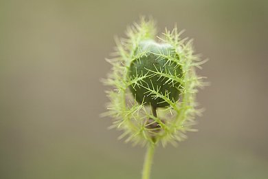 黄色app下载opop：“网络迷雾下的警示：OPOP应用引发的道德拷问与监管反思”-2